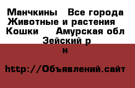 Манчкины - Все города Животные и растения » Кошки   . Амурская обл.,Зейский р-н